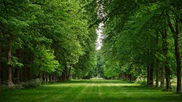 Зелена алея за разходка в спокойна среда